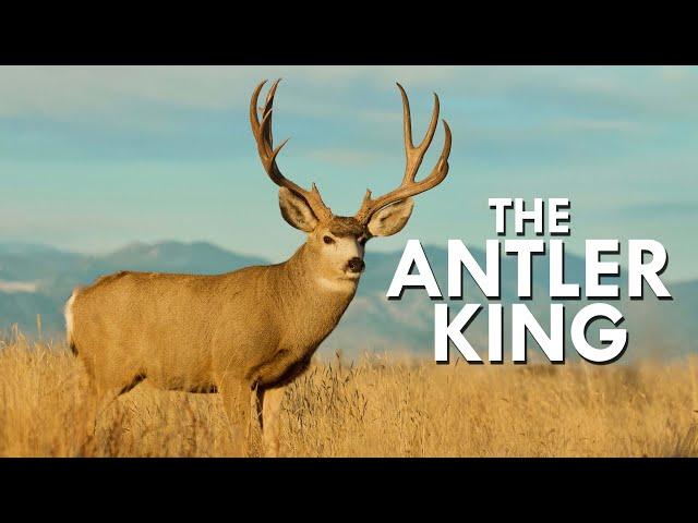 Mule Deer: The Antler King