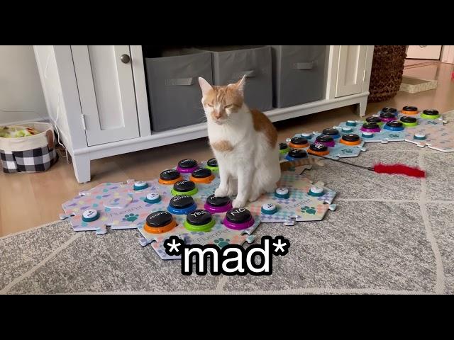 My Talking Cat is MAD at My Fiancé  | CatManJohn