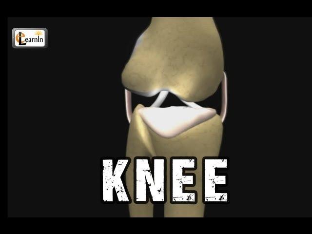 Knee anatomy | Knee joint anatomy | Human Anatomy and Physiology video 3D animation | elearnin