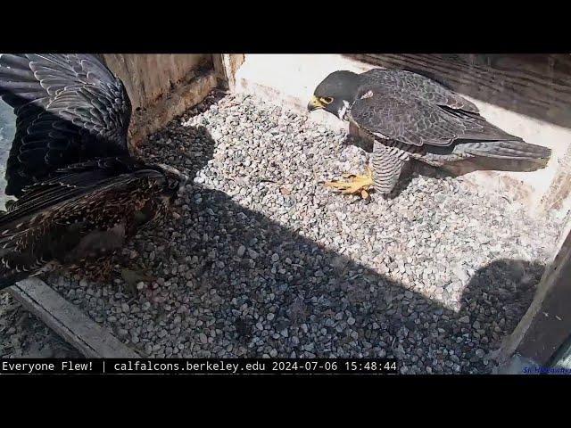 Cal Falcons: Sol Nudges Annie from Nest  Does her Best Mom Impression  2024 Jul 6