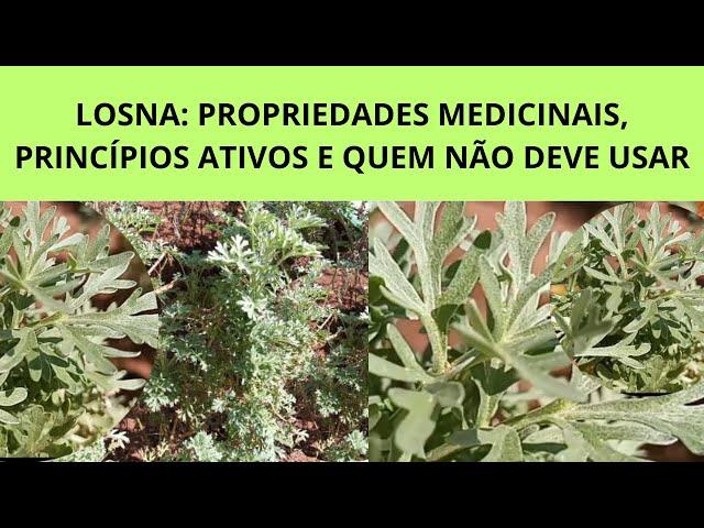 LOSNA: PROPRIEDADES MEDICINAIS, PRINCÍPIOS ATIVOS E QUEM NÃO DEVE USAR