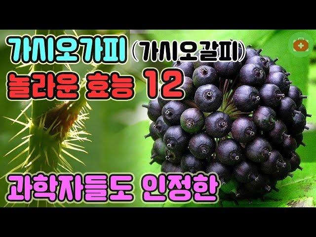 과학자들도 인정한 가시오가피의 놀라운 효능 12 | SHARE 건강정보