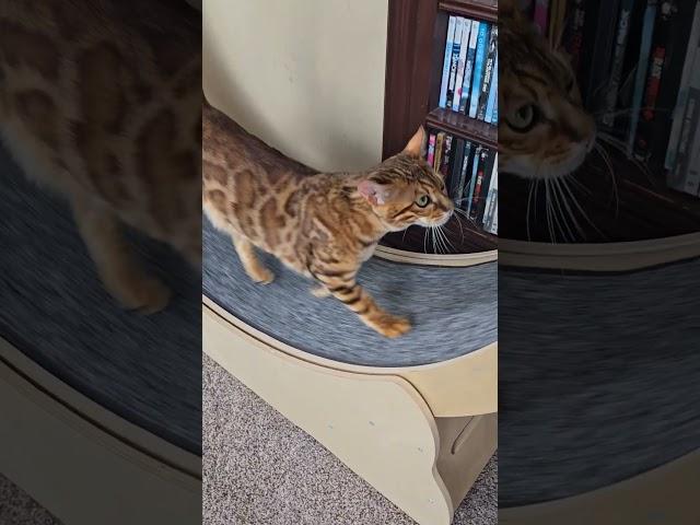 axel and his wheel. #viralvideo #cat #trending #shorts #fyp #love