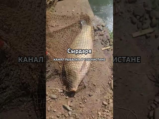 САЗАН НА 4 КГ СЫРДАРЯ РЫБАЛКА В УЗБЕКИСТАНЕ #shortsyoutube #видеорыбалка #рыбалкавидео #shortsvideo