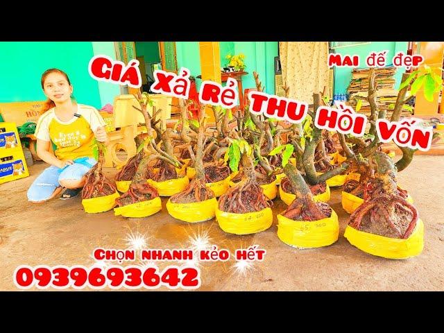 Phôi mai đế đẹp giá rẻ 3/11 #chịnhí0939693642 |MaivàngThanhTâm