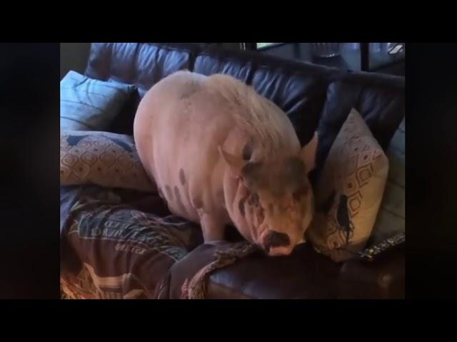 Charlotte the Pet Pig