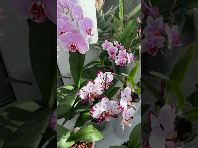 Орхидеи на солнце это кайф ️#orchids #phalaenopsis #орхидеи #фаленопсис