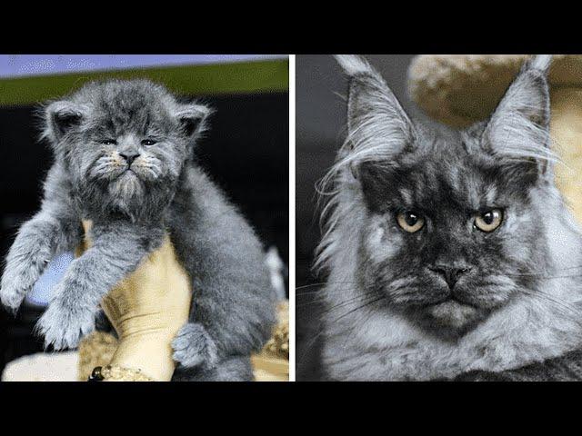 This Entire Litter Of Maine Coon Kittens Were Born With 'Grumpy' Faces And They're Adorable