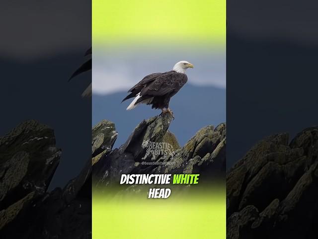 Incredible Eagle Fun Facts You Never Knew!