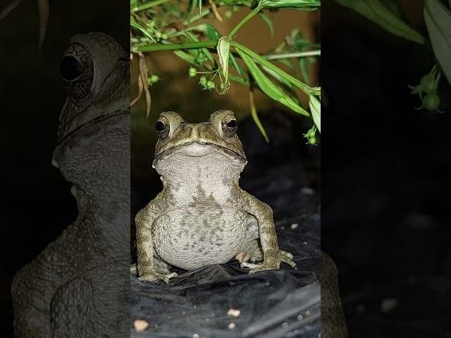 蟾蜍 toad
