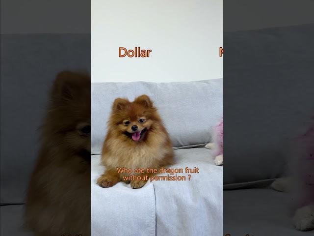 Who stole the dragon fruit?#nico #funny #dog #cute #doglover