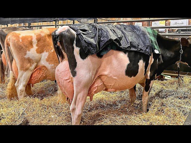 VACAS de 80 litros En Word dairy Expo en Wisconsin  una FERIA impresionante