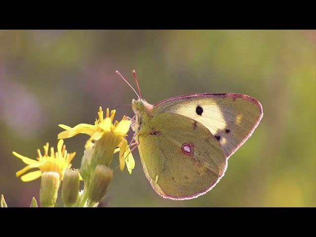 Corfu Butterfly Conservation