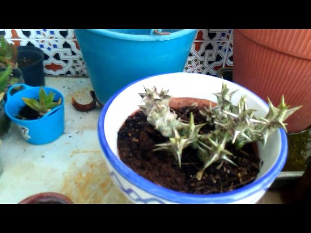 Reproducir plantas grasas o cactus