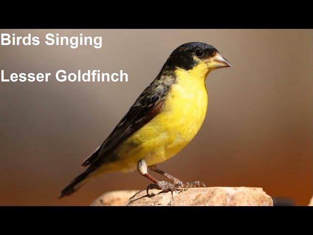 Birds Singing - Lesser Goldfinch - Sounds of Nature