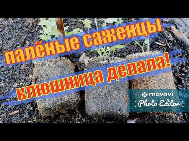 Как правильно выбрать саженцы голубики что бы они не погибли при пересадке как вышло у меня !