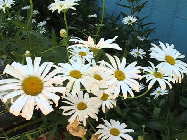 Part1 Honey Bee Bees Polinating Daisy Flowers Daisies Daisys Flower Plant GardenersLand Jazevox