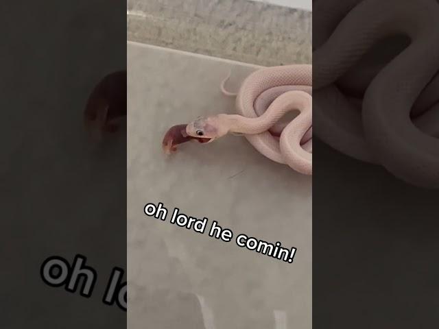 #Shorts Snakes can be cute too - Funny Snake Videos 2021 | No Poison Snake