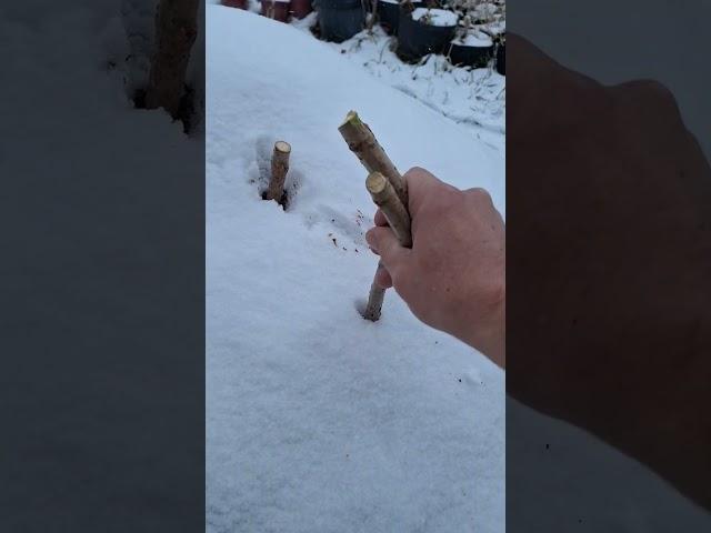 Planting Elderberries & Currants in the Snow! #homestead #permaculture