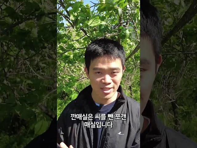 깐매실이 뭐죠?