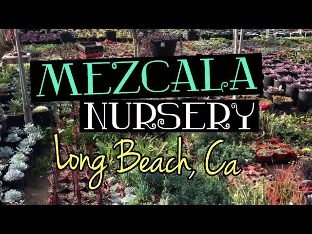 Mezcala Nursery in Long Beach, Ca| 1-2-19