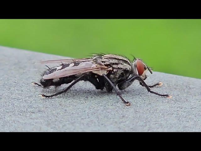 Du hast da eine Fliege - Nahaufnahme Insekten