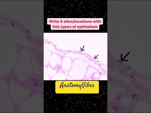 Simple Squamous Epithelium | Histology | Microanatomy #anatomy #neetpg #mbbs #histology