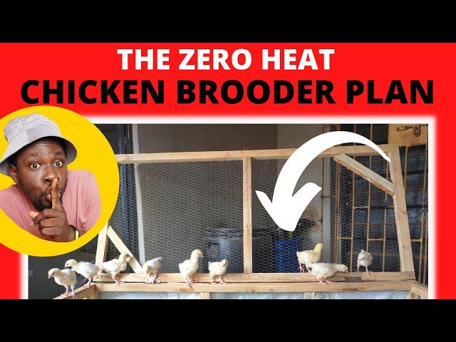 Brooding 800 Baby Chicks with ZERO HEAT - Chicken Brooder Plan is Here