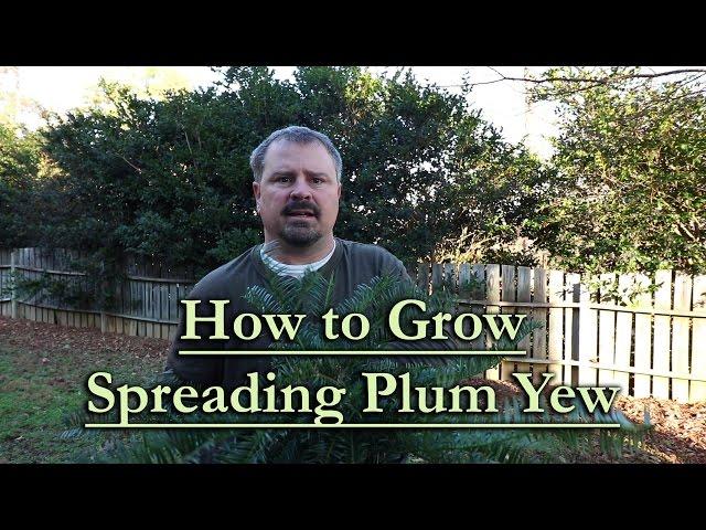 How to grow Spreading Japanese Plum Yew (Low Maintenance Evergreen Groundcover Conifer)