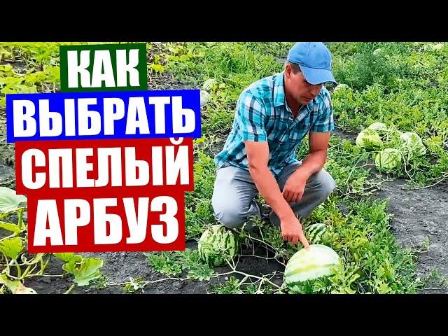 АРБУЗЫ! Как правильно выбрать спелый арбуз. Совет профессионала.