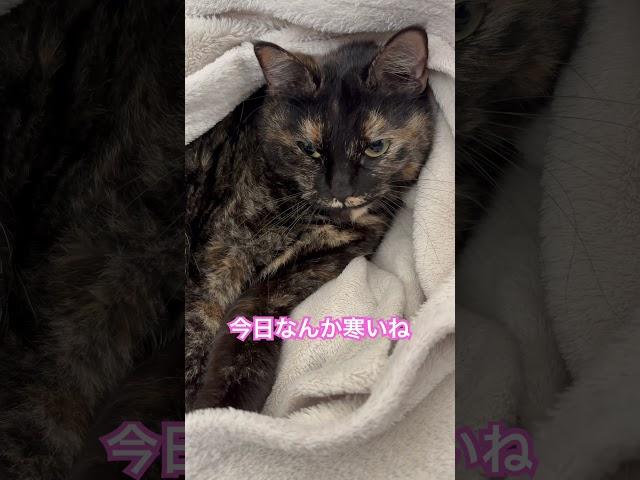 寒い日は毛布がいい　#shorts #cat #猫のいる暮らし #猫 #ねこ #サビ猫