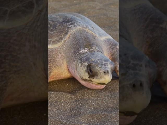 Turtle  #turtle #shorts #shortsvideo #hinditechnews