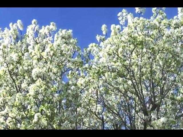 Tree experts send warning about Bradford pear trees