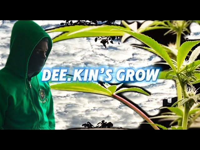 Grow day wit dee(cannabis)