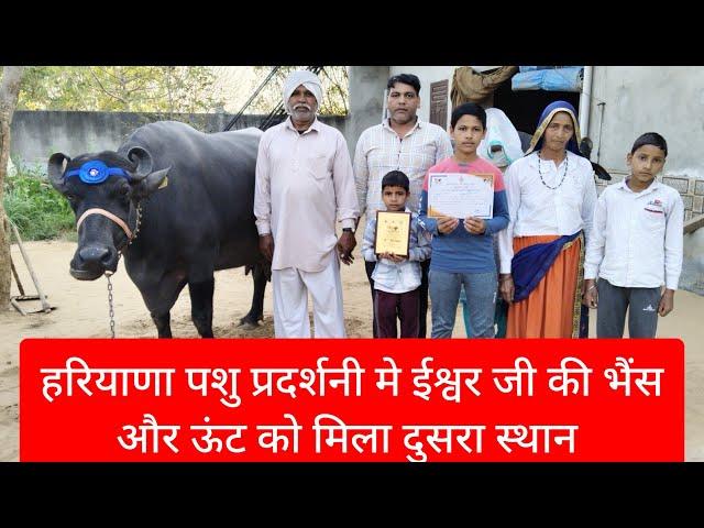 ईश्वर जी की भैंस और ऊंट को मिला दुसरा स्थान,Rudra chaudhary dairy farm, cow, buffalo, Dairy farming