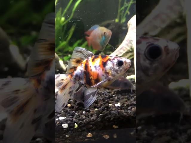 Carassius auratus auratus var. bicaudatus