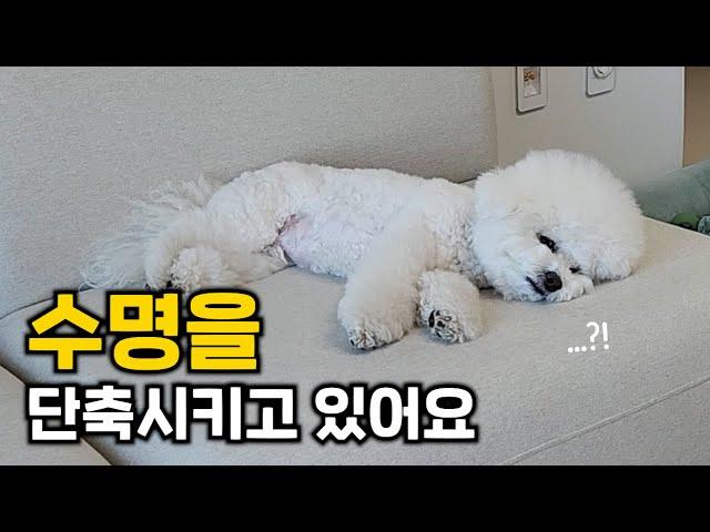 강아지의 수명을 단축시키는 4가지 실수 (보호자의 잘못된 습관으로 강아지가 힘들어요)