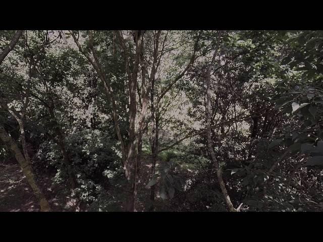 Pruning Proof At The Forest