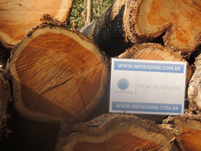 Teak Round Logs | Tectona Grandis | NBTrading - Brazil