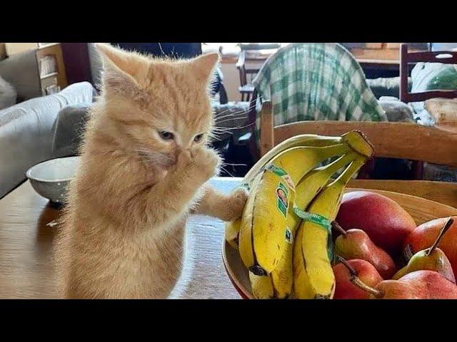 Unexpected Laugh with these Cats  Best Funny Cat Videos 2024