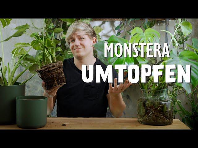 Monstera deliciosa umtopfen: WARUM, Wann & Wie? 