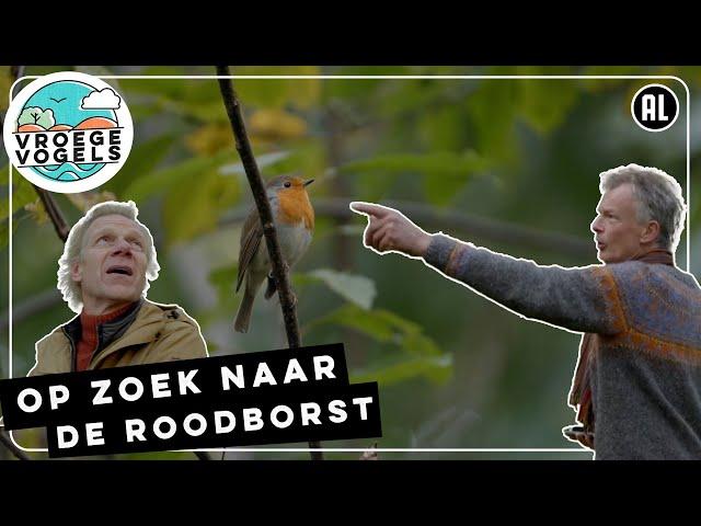 Onderzoek naar de roodborst in Groningen | TV | Vroege Vogels