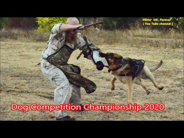 Чемпіонат кінологічного клубу Сан Голден 2020 / Dog Competition Championship 2020