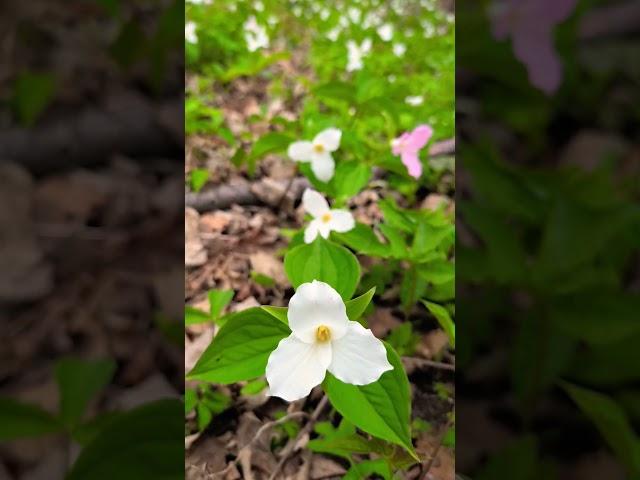 Trillium National flower of Ontario #trillium #viralvideo #shorts #fyp  #shortvideo #youtubeshorts