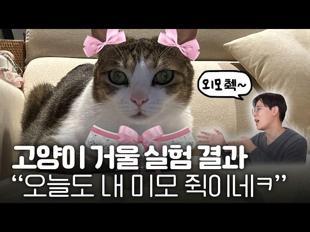 고양이는 거울 속 자기 얼굴을 알까?🪞