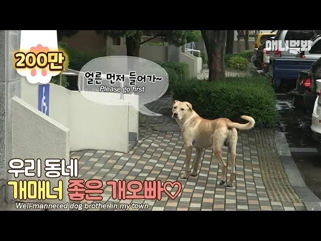 The dog with nice manners walks you home day and night