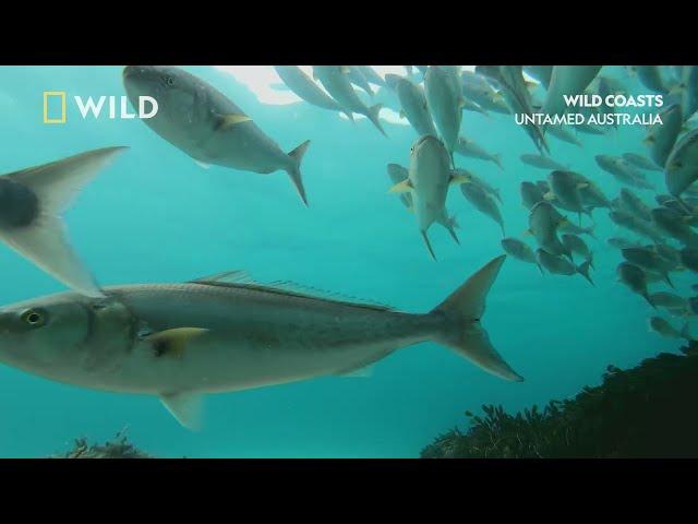 Untamed Coasts | Untamed Australia | National Geographic MENA