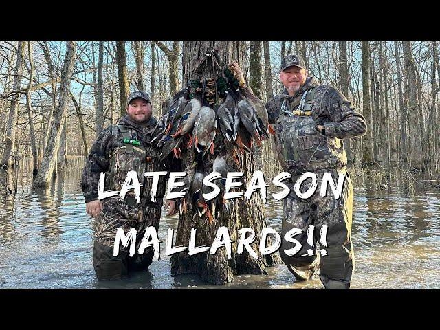 Duck Hunting After The Freeze | Sunny Day Limits After The Thaw!! | Into The Woods w/  Rusty Creasey