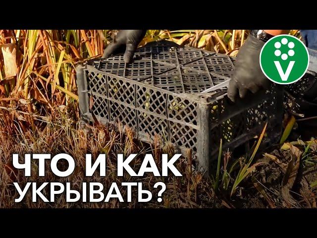 Укройте ЭТИ РАСТЕНИЯ на зиму! Какие цветы и как лучше укрыть на зиму