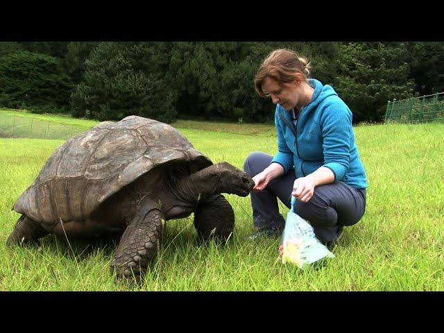 Riesenschildkröte feiert 190. Geburtstag | AFP